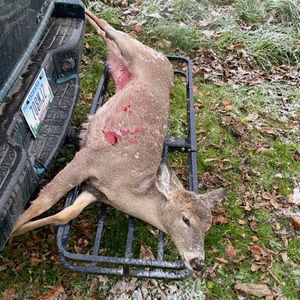 Meet your Posher, Dennis